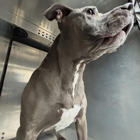 Photo for 156191 [Shoni]