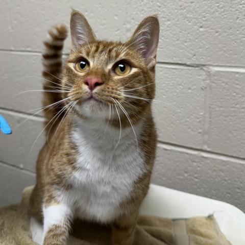 Photo for 156193 [Lemon]