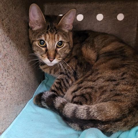 Photo for 156195 [Lime]