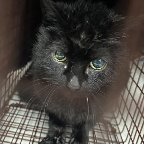 Photo for 156199 [Peppercorn]