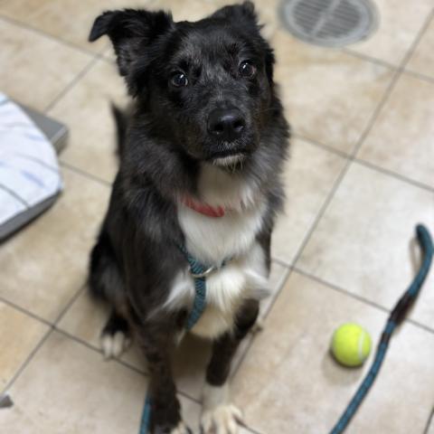 Photo for 156201 [Lariat]