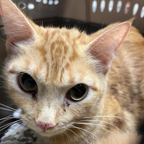 Photo for 156207 [Masa]