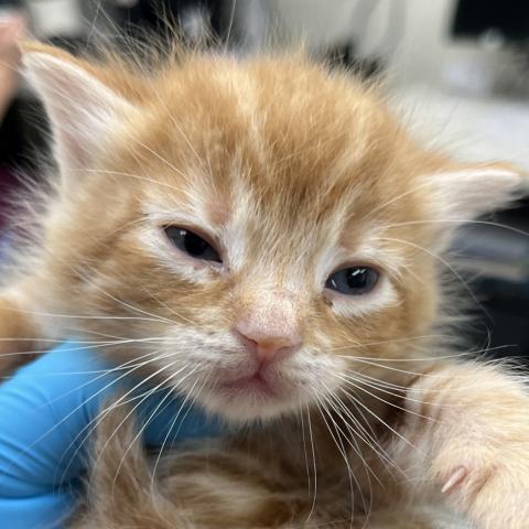 Photo for 156209 [Cornflakes]