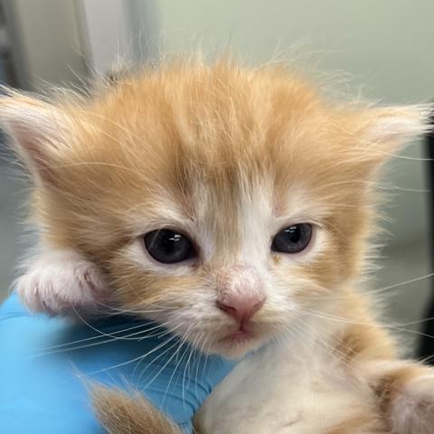 Photo for 156213 [Elote]