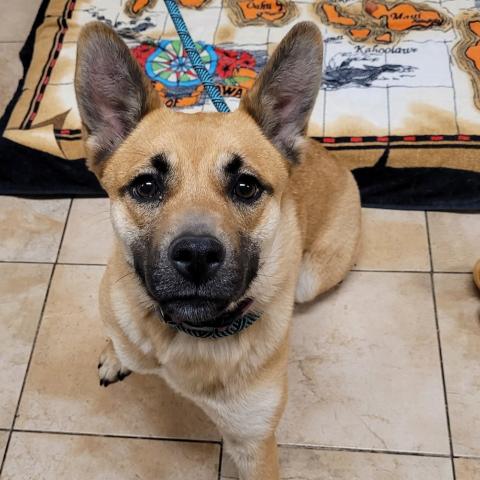 Photo for 156254 [Lanai]