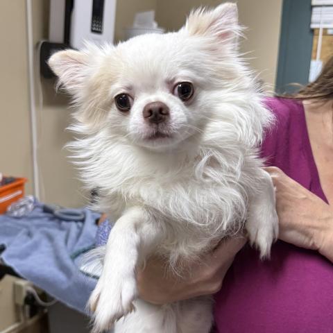 Photo for 156320 [Wey]