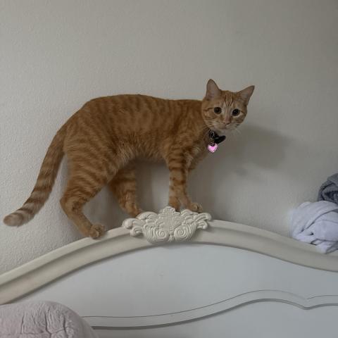 Photo for 156363 [milo]