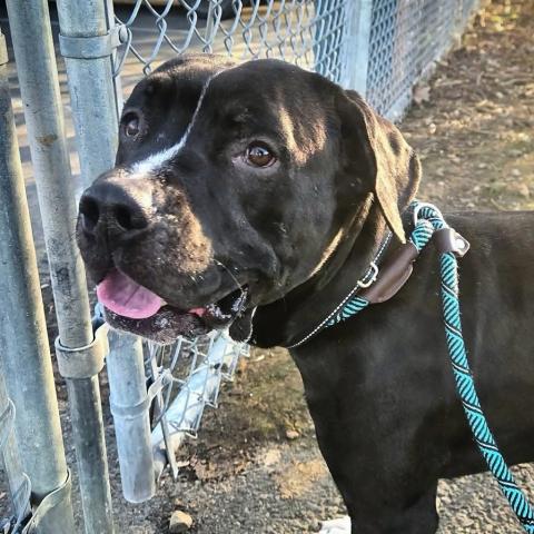 Photo for 156375 [Cuby (qb)]