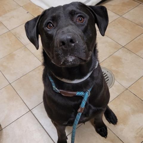 Photo for 156380 [Sir Lunch-A-Lot]