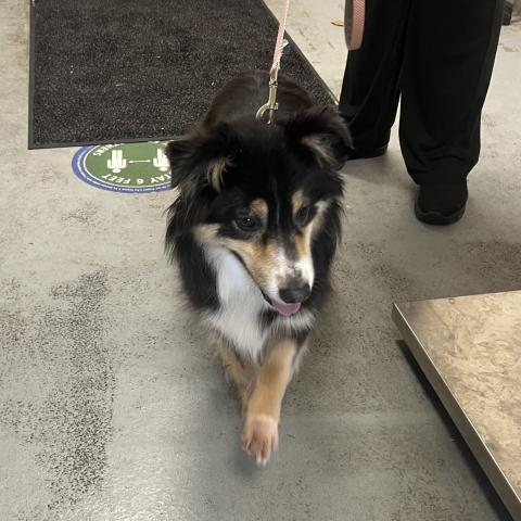 Photo for 156386 [Luna]