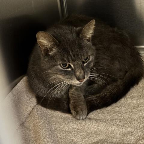 Photo for 156407 [Gus]