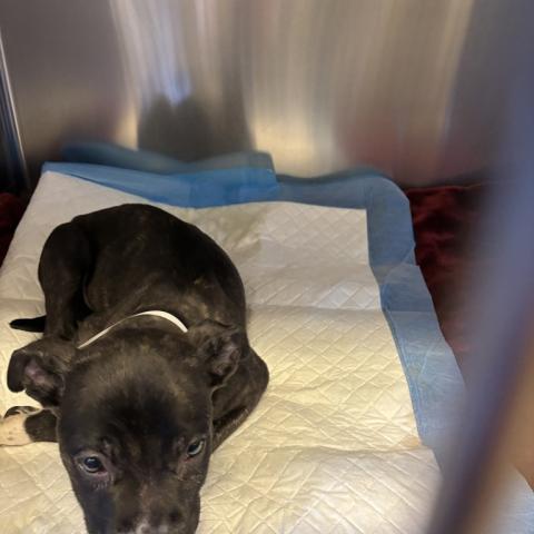 Photo for 156413 [Dr. Pepper]