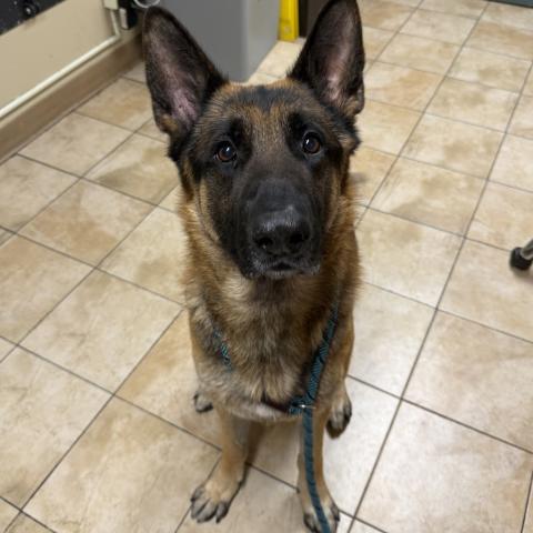 Photo for 156422 [Appa]