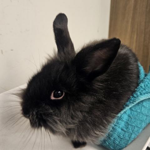 Photo for 156430 [Dusty]