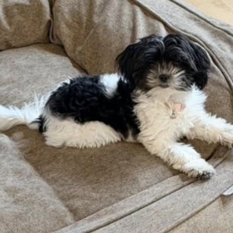 Photo for 156448 [Ruby]