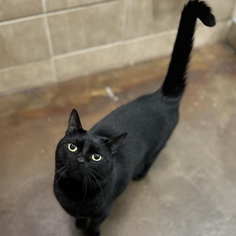 Photo for 156455 [Salem]