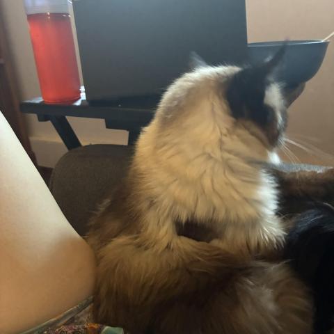 Photo for 156475 [Yuki]