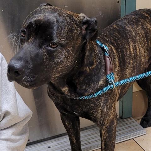 Photo for 156487 [Odie]