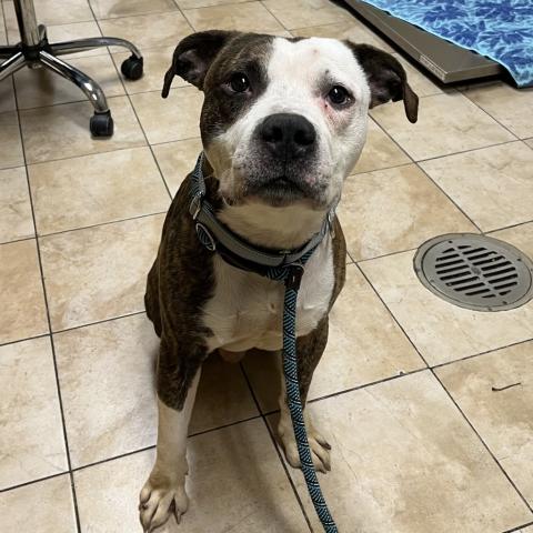 Photo for 156497 [Chief Chief]