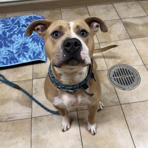 Photo for 156499 [Raider]