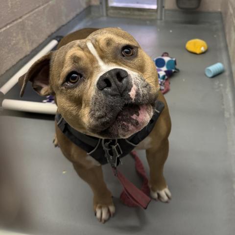 Photo for 156525 [Drako (level 4)]