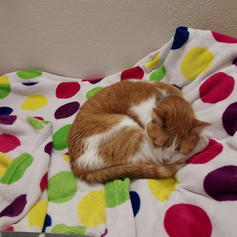 Photo for 156541 [Jackknife]