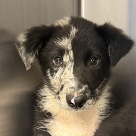 Photo for 156569 [Ralph]