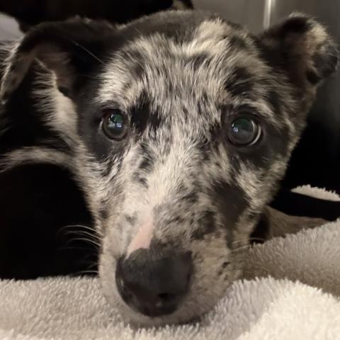 Photo for 156571 [Ruby]