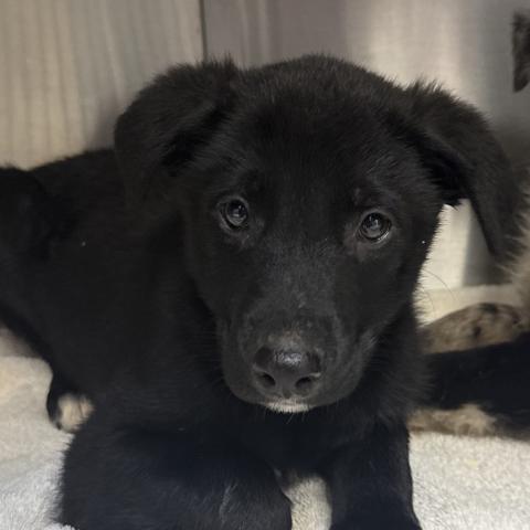 Photo for 156573 [Robbie]