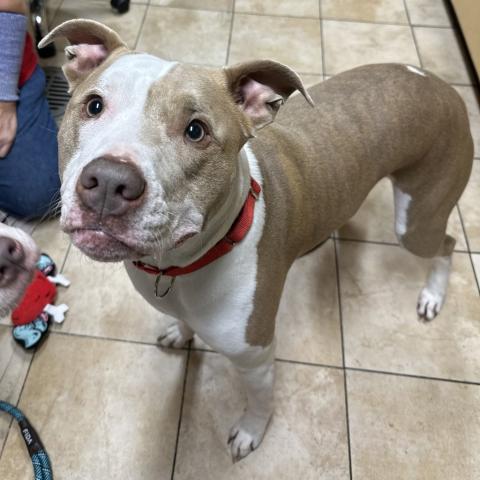 Photo for 156581 [Bow]