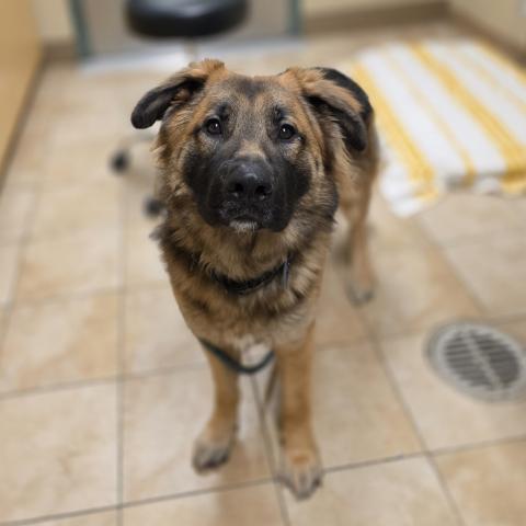 Photo for 156602 [Bogo]