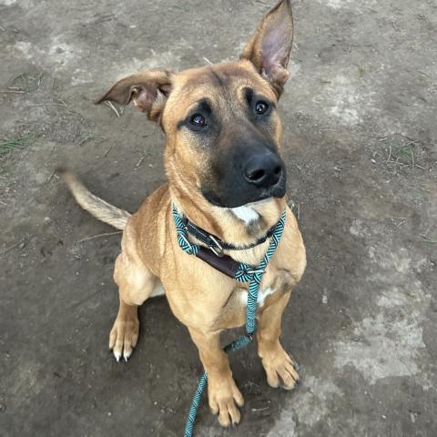 Photo for 156606 [Chance]