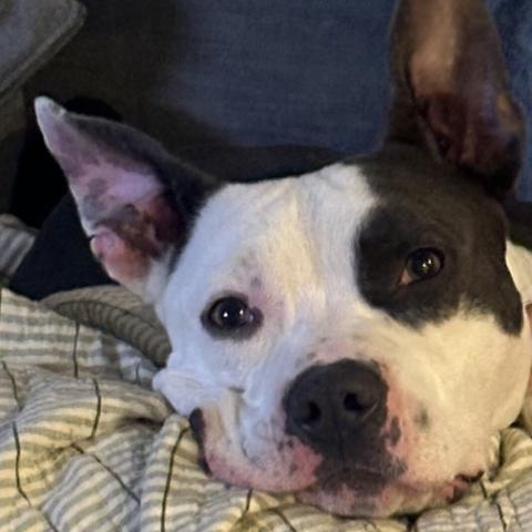 Photo for 156638 [Bane]