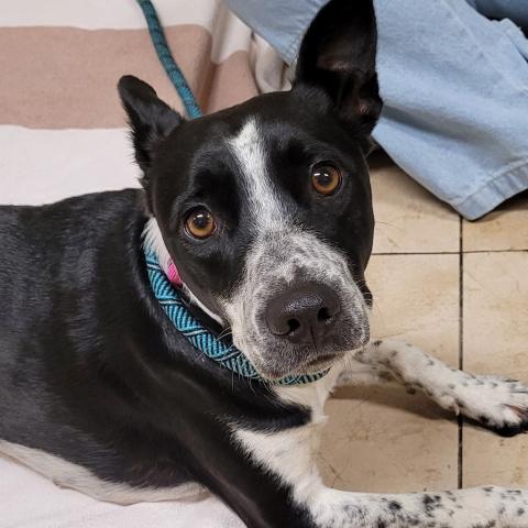 Photo for 156652 [Eowyn]