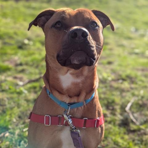 Photo for 156672 [Remington]