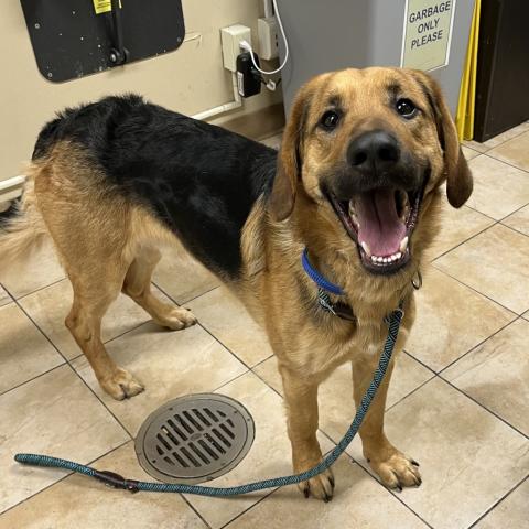 Photo for 156675 [Rocky]