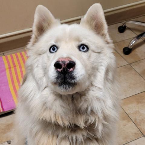 Photo for 156746 [Meeko]