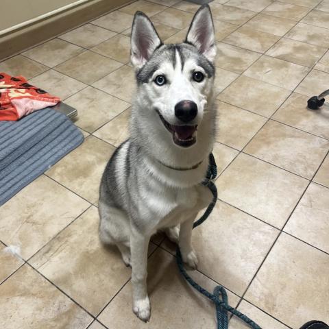 Photo for 156750 [Miss Wolfie]