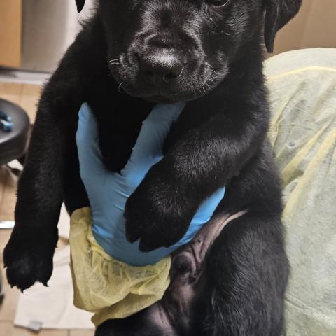 Photo for 156760 [Sausage]