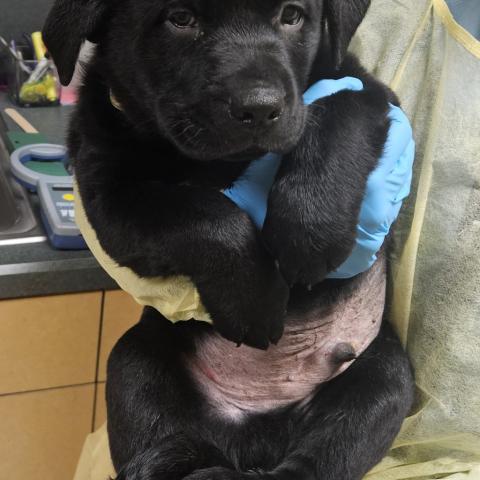 Photo for 156762 [Canadian Bacon]