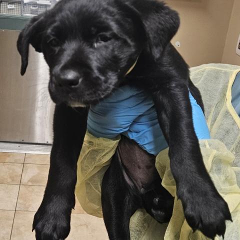 Photo for 156764 [Olive]