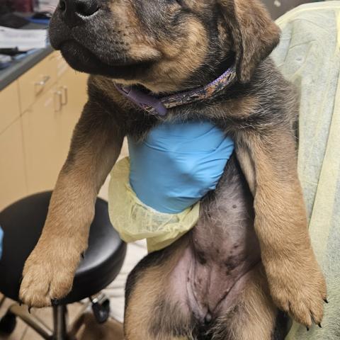 Photo for 156766 [Pineapple]