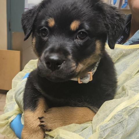 Photo for 156768 [Mushroom]