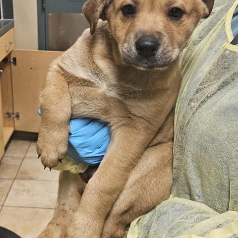 Photo for 156770 [Anchovy]