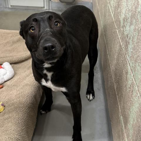 Photo for 156774 [Pumpkin Pie]