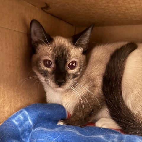 Photo for 156804 [Adele]