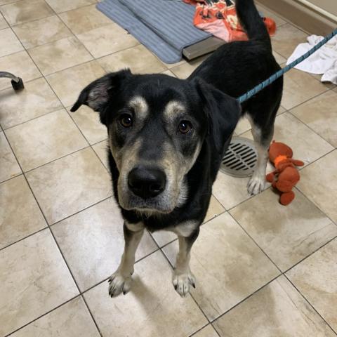 Photo for 156808 [Buckaroo]