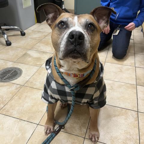 Photo for 156823 [Juliet]