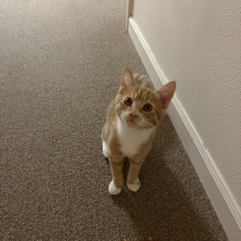 Photo for 156851 [Taz]