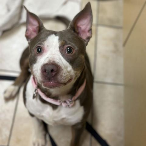 Photo for 156881 [Athena]